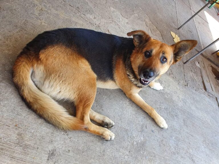 Perrito hizo chamba de policías de Coronango atrapando a un ladrón.